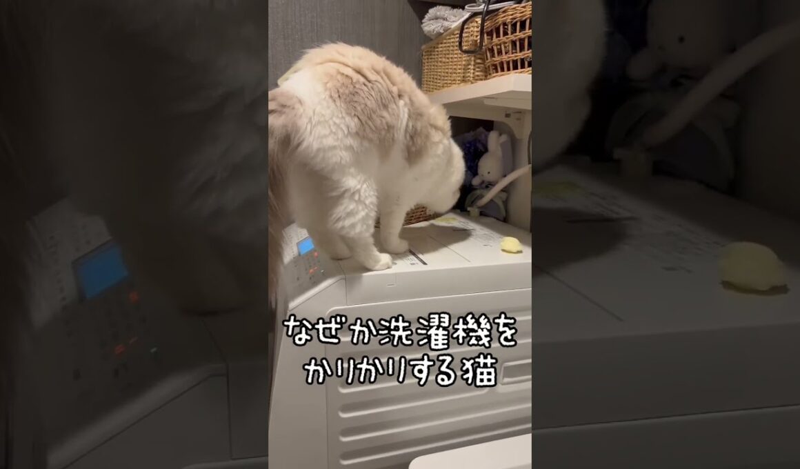 洗濯機ハンター #肉球 #日本猫 #ねこ動画  #ラグドール #ミヌエット #ねこのいる生活 #ねこ #ねこ動画 #ねこ #ねこ好き
