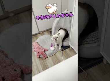 相変わらず特殊な声してるチェリーちゃん
