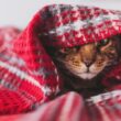 「壁の穴から、ほこりまみれの猫が…」引っ越し中に消えた愛猫、逆さまのまま5日間も閉じ込められる｜Pen Online