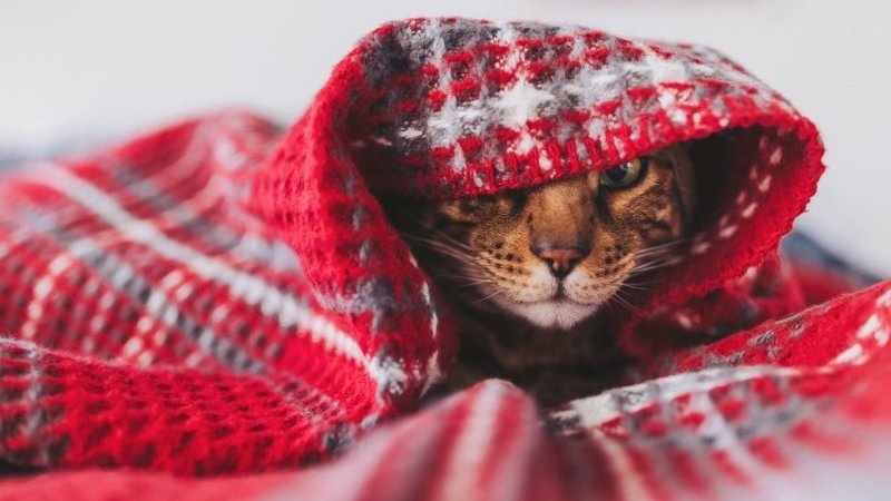 「壁の穴から、ほこりまみれの猫が…」引っ越し中に消えた愛猫、逆さまのまま5日間も閉じ込められる｜Pen Online