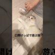 遊ぶ気はあるけど動きたくない猫 #アメリカンカール #猫