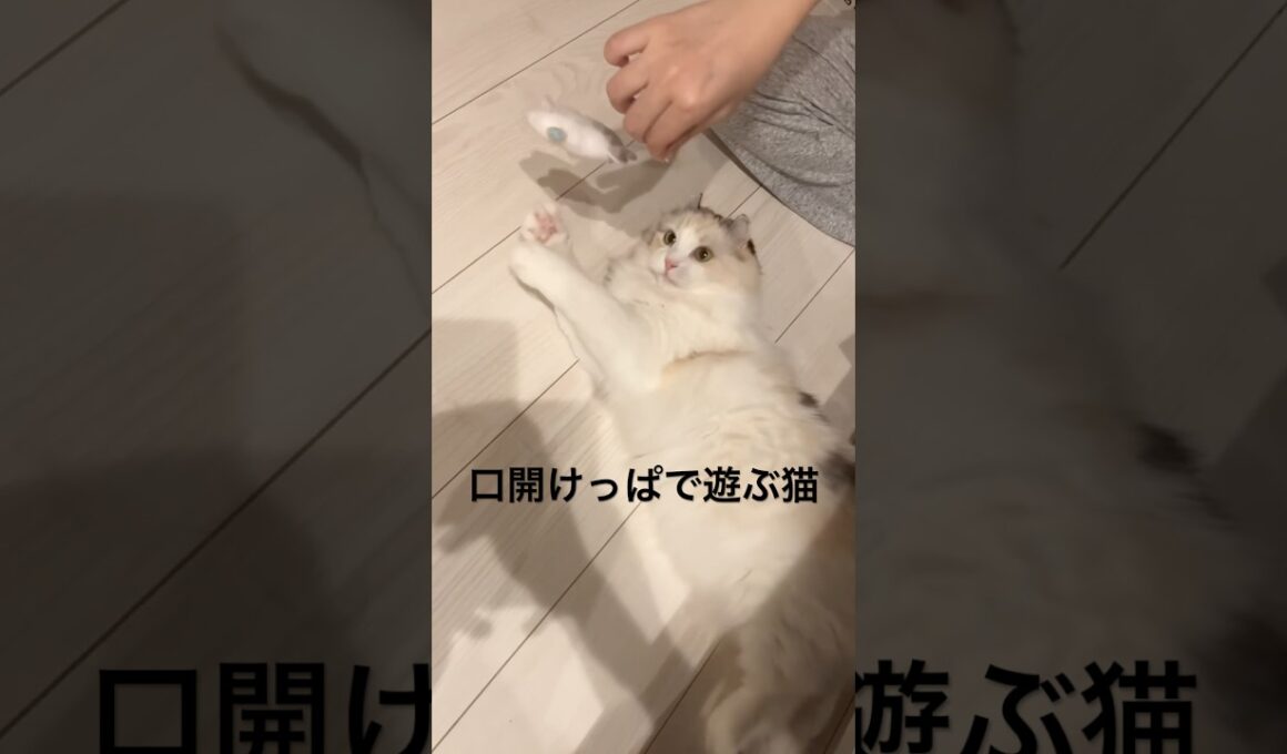 遊ぶ気はあるけど動きたくない猫 #アメリカンカール #猫