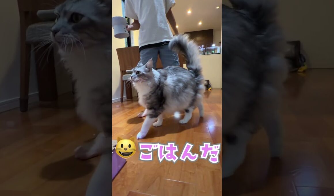 ご飯を待つおしゃべりな大型猫#shorts