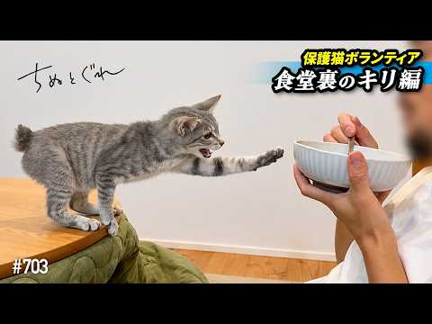 食いしん坊子猫の前でしらす丼食べたら修羅場になった【保護猫ボランティア・食堂裏のキリ編３０】／ #猫 #保護猫 #子猫