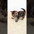 セルカークレックス子猫　Selkirk Rex　2026.9.6産まれ　ブラウンタビー　巻き毛　女の子　シーダキャット猫のお店 #cat #kitten #cute #子ネコ #猫好きさんと繋がりたい