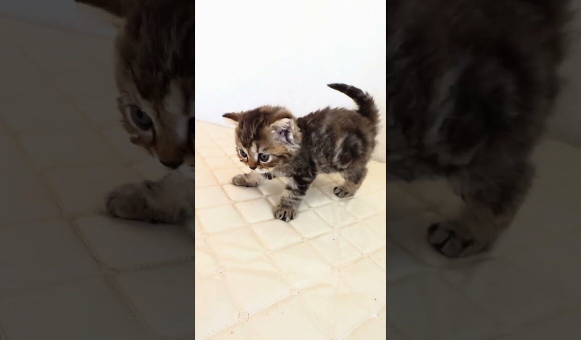 セルカークレックス子猫　Selkirk Rex　2026.9.6産まれ　ブラウンタビー　巻き毛　女の子　シーダキャット猫のお店 #cat #kitten #cute #子ネコ #猫好きさんと繋がりたい
