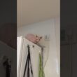 冷蔵庫の上で鳴く猫アレクサンドラ【スフィンクス】