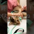 アビシニアンのレオンちゃん【オハナ動物病院】