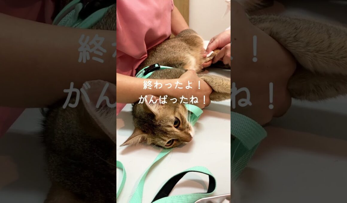 アビシニアンのレオンちゃん【オハナ動物病院】