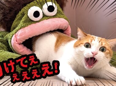 【悲報】師匠、食われる
