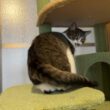 「そうだね、人間が悪いね」人間のせいでキャットタワーから落ちそうになったので強めにご指導をなさる猫 - Togetter
