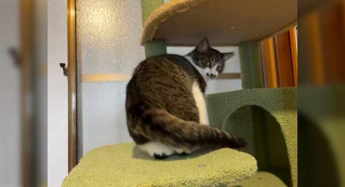 「そうだね、人間が悪いね」人間のせいでキャットタワーから落ちそうになったので強めにご指導をなさる猫 - Togetter