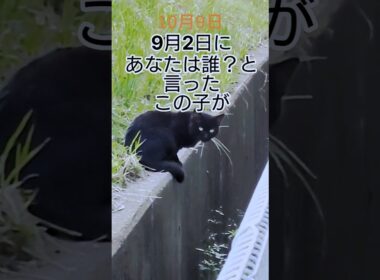 可愛いあの子 #猫 #地域猫 #野良猫