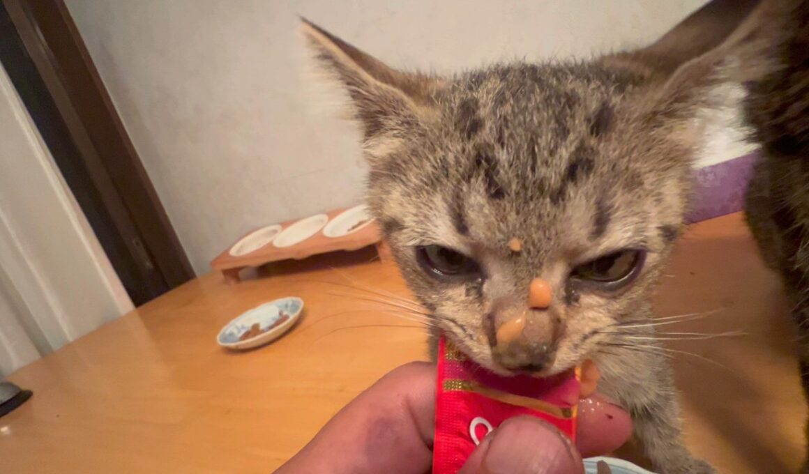 鬼の形相になる子猫