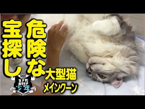 【メインクーン】大型猫に襲われながら危険な宝探し