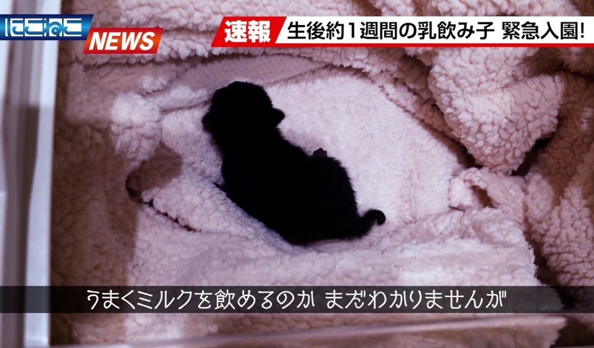 【にこねこ速報】小さな小さな黒猫ちゃんがやってきました～！