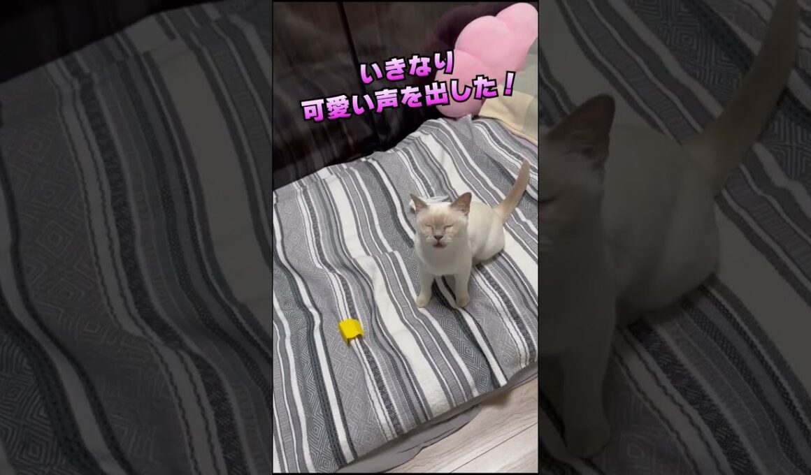 いつも結構低い声してるチェリーちゃんはいきなり可愛い声を出してびっくりした！