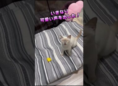 いつも結構低い声してるチェリーちゃんはいきなり可愛い声を出してびっくりした！