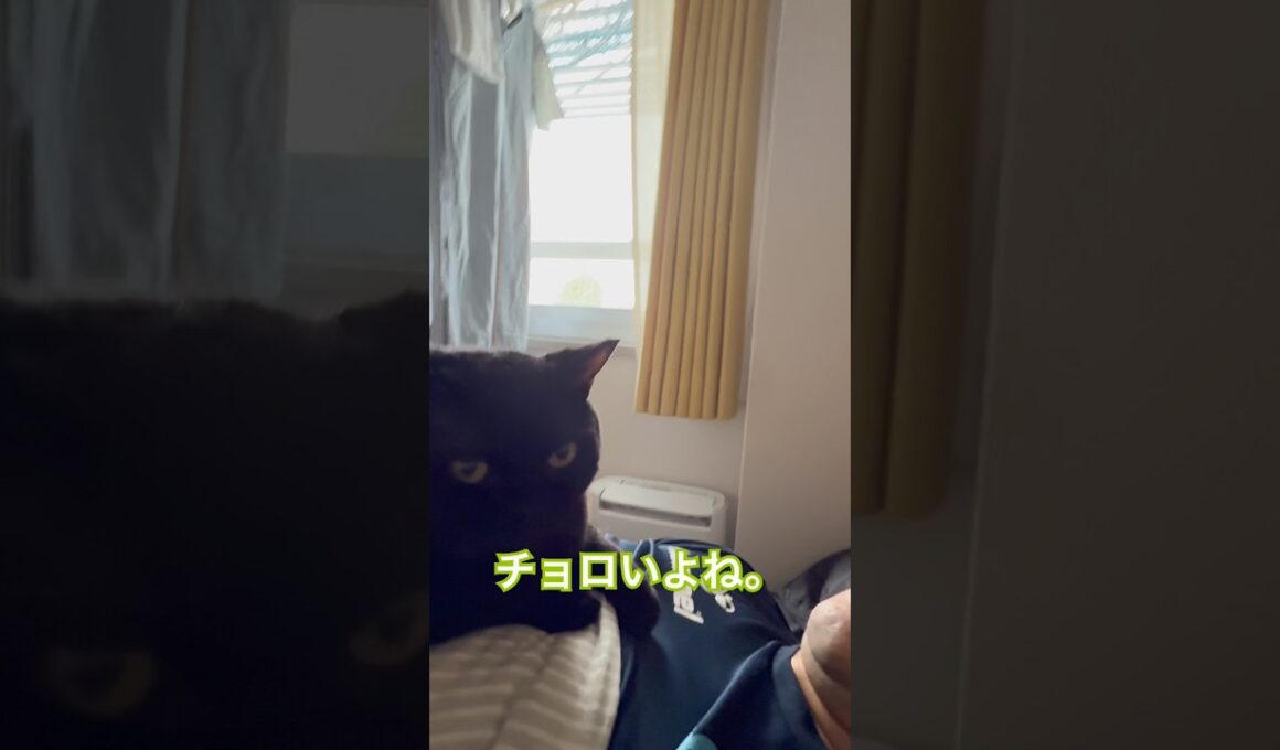 世界征服猫 #cat #猫のいる暮らし #セルカークレックス #ブリティッシュショートヘア