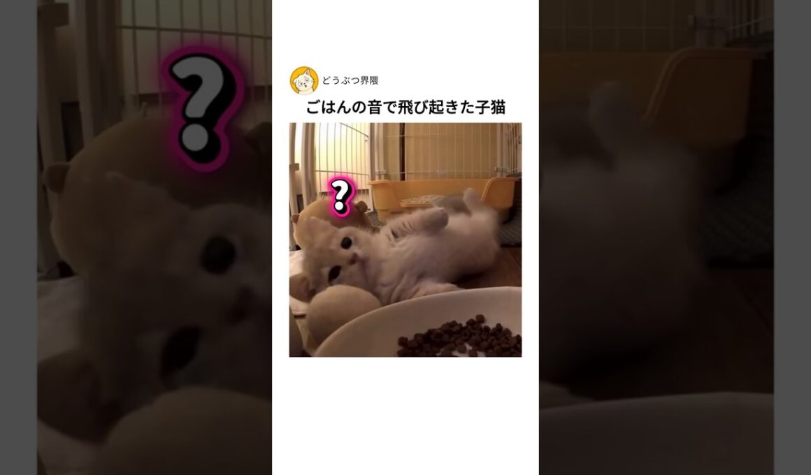 ごはんの音で飛び起きた子猫