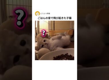 ごはんの音で飛び起きた子猫