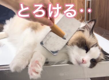 肉球ぐーぱー…ブラッシングが気持ちよすぎてとろけるラグドールが可愛すぎました【長毛猫のおすすめブラッシング道具・やり方】#cat #猫 #ラグドール