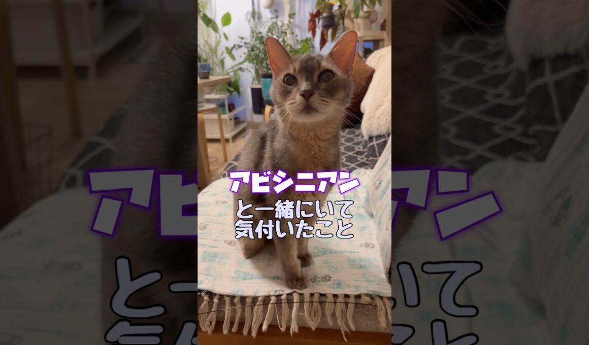 アビシニアンと一緒にいて気付いたこと #shorts #猫 #cat