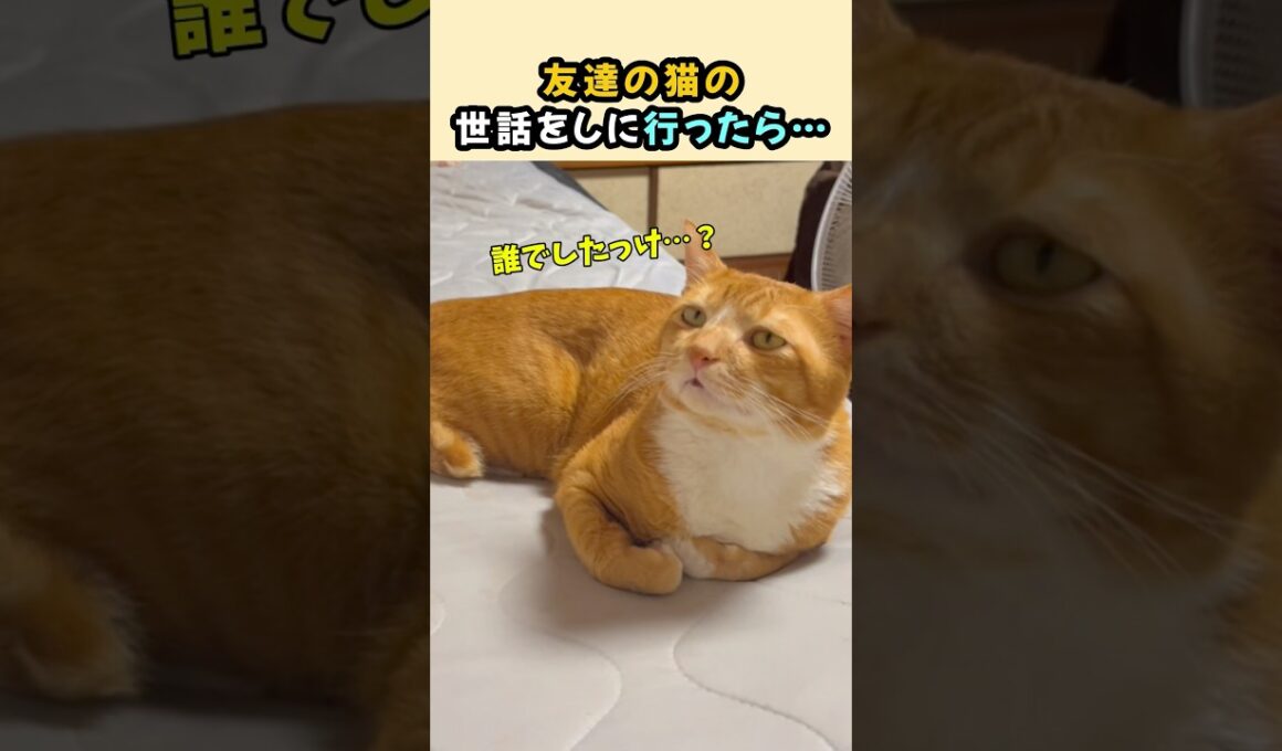 友達の猫の世話をしに行ったら…