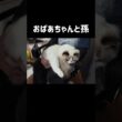 こんなサイズだけどまだ11ヶ月の時👶🏻 #shorts #猫 #子猫 #ラグドール #甘えん坊猫 #猫のいる暮らし