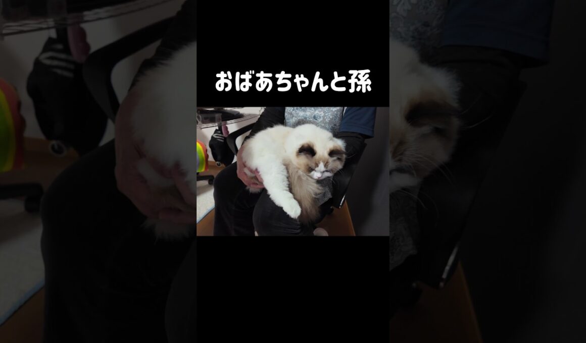 こんなサイズだけどまだ11ヶ月の時👶🏻 #shorts #猫 #子猫 #ラグドール #甘えん坊猫 #猫のいる暮らし