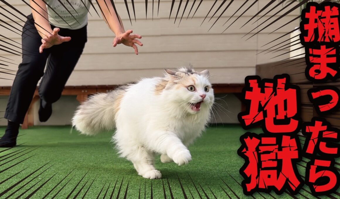 大嫌いな「アレ」から全力で逃走する猫ッッッ！！！