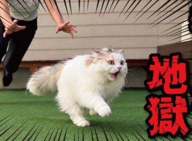 大嫌いな「アレ」から全力で逃走する猫ッッッ！！！