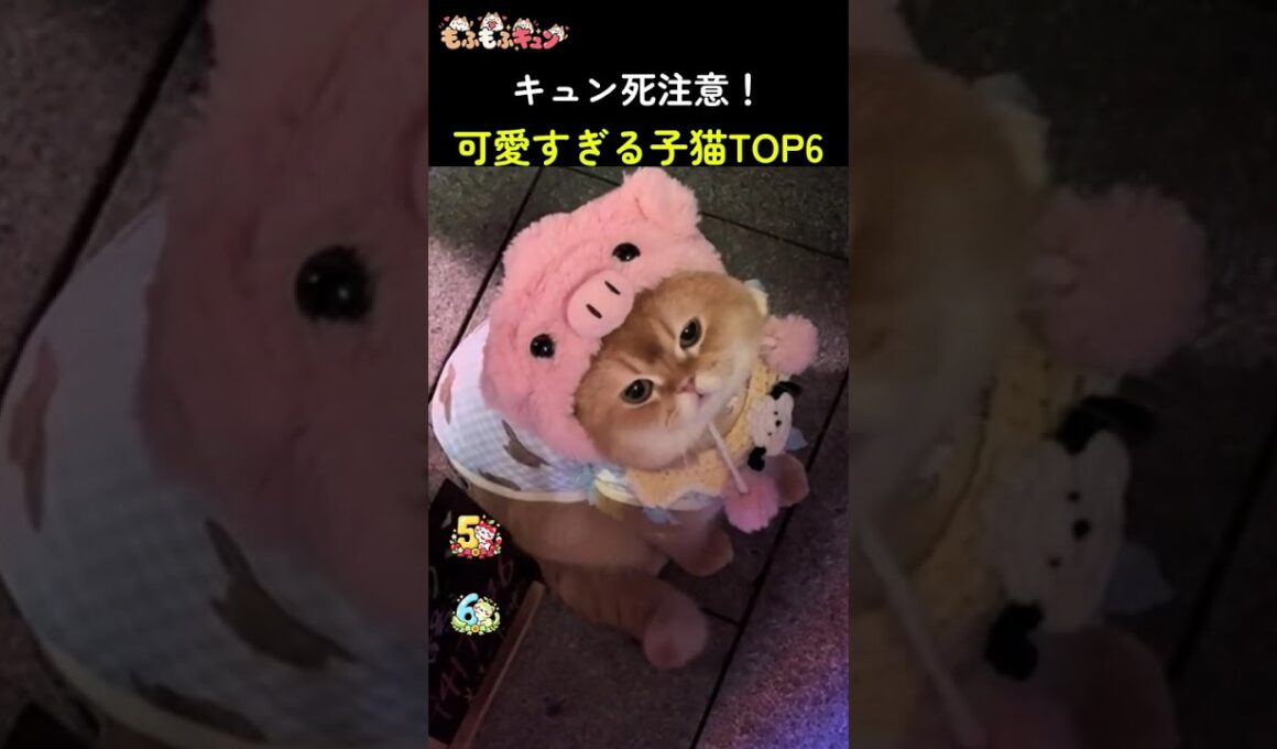 キュン死注意！可愛すぎる子猫TOP6 😻💕 #かわいい猫 #猫 #猫ショート #猫動画 #面白い猫 #cat
