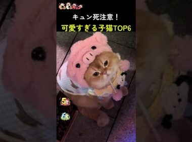 キュン死注意！可愛すぎる子猫TOP6 😻💕 #かわいい猫 #猫 #猫ショート #猫動画 #面白い猫 #cat