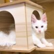 【カワイイ💗】合流3日目の仔猫は、ひとりで寝ることも覚えましたwwwノルウェージャンフォレストキャット、ターキッシュアンゴラ、メインクーン