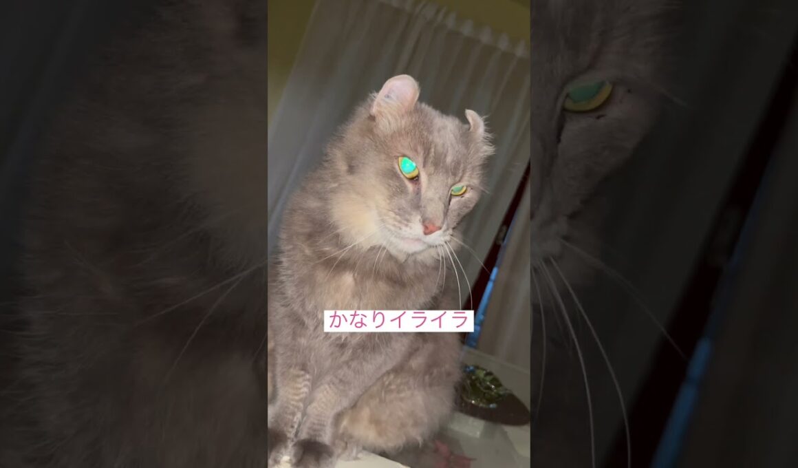 イライラ #ねこ動画 #アメリカンカール