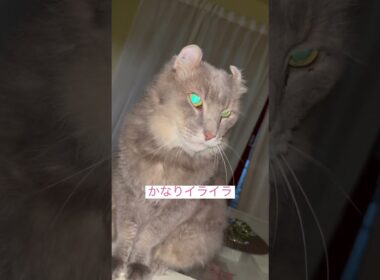 イライラ #ねこ動画 #アメリカンカール