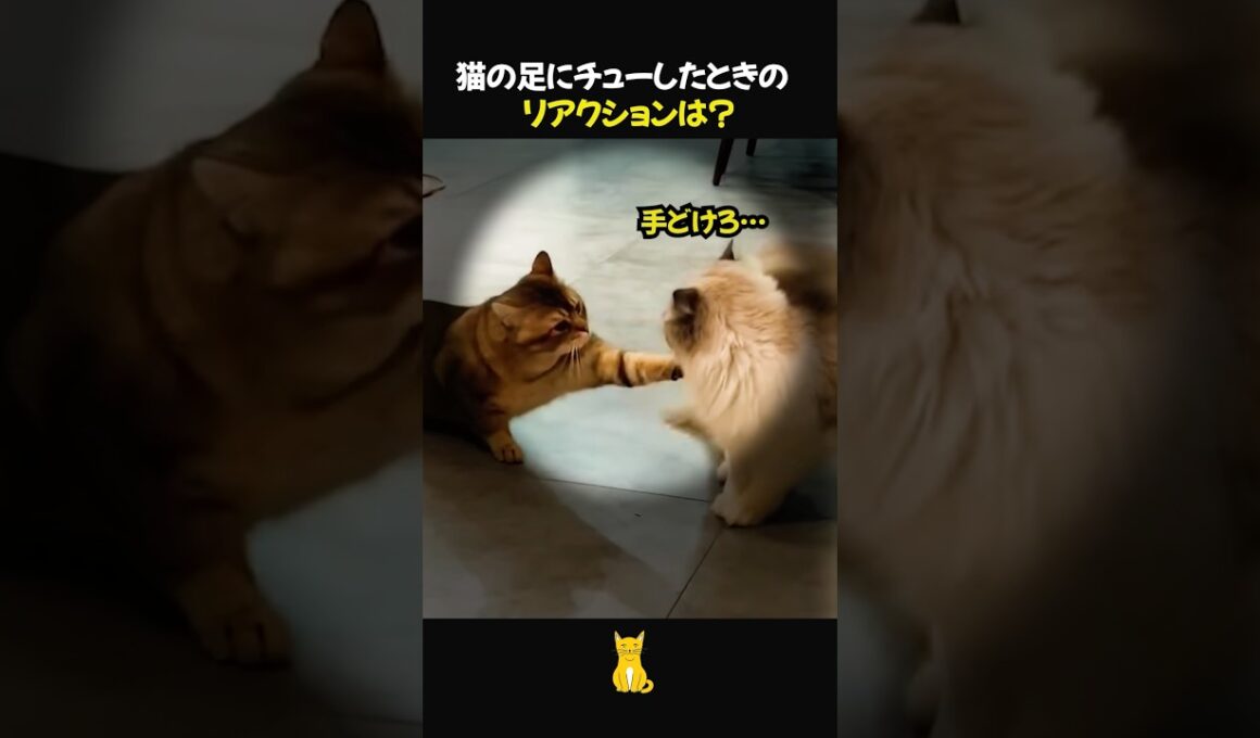 兄貴にちょっかい出すとこうなる #好きな子猫 #子ネコ