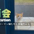バーマン猫ガブとラフとウリ【面会】Visitation（バーマン猫）Birman/Cat