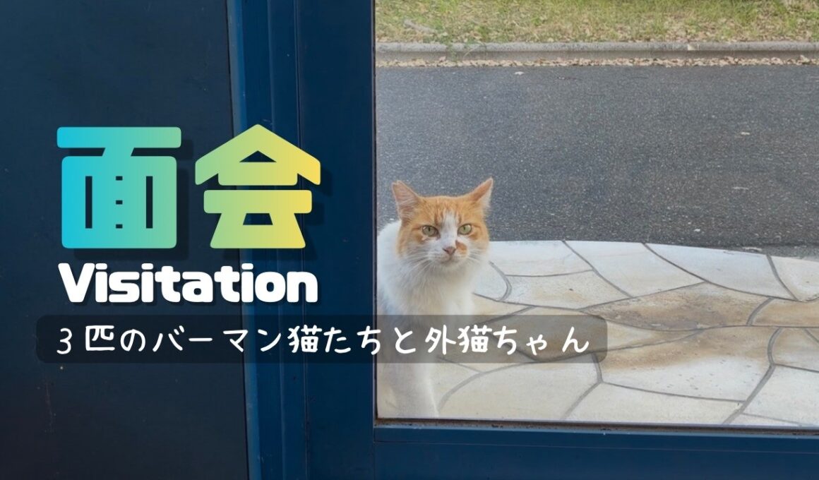 バーマン猫ガブとラフとウリ【面会】Visitation（バーマン猫）Birman/Cat