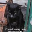 「新鮮な水を飲む姿に涙が出る」錆びた水たまりで生きていた保護猫の変化に反響 LIMO編集部が感動の投稿をピックアップ！猫の飼育費用についても紹介 | LIMO | くらしとお金の経済メディア