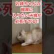 お姉ちゃんの部屋に入りたい子猫が必死!! #マンチカン #子猫 #かわいい