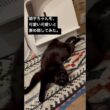 褒められまくってサービス過剰になる長男 #cat #猫のいる暮らし #ボンベイ #黒猫