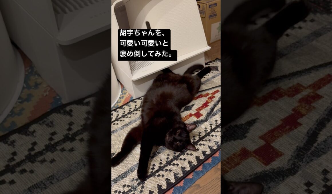 褒められまくってサービス過剰になる長男 #cat #猫のいる暮らし #ボンベイ #黒猫