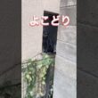 猫ちゃん ごはんよ