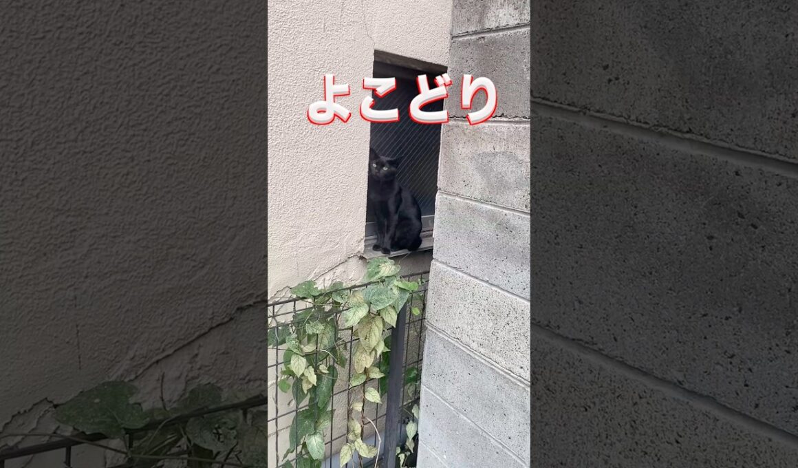 猫ちゃん ごはんよ