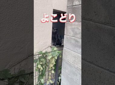 猫ちゃん ごはんよ