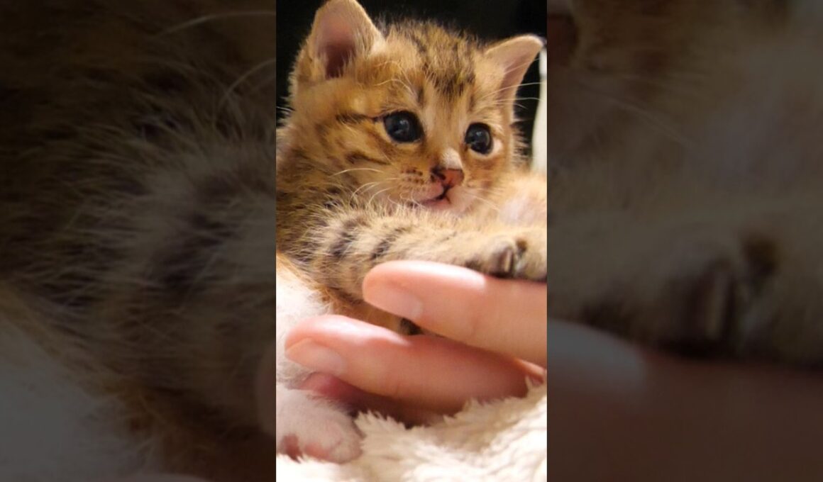 手のひらサイズの子猫のゴロゴロ音で癒されて下さい【赤ちゃん猫　保護猫】 #kitten #子ネコ #cat #meow #cute #好きな子猫 #エウレカねこ部 #子猫 #gatto #保護猫