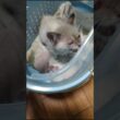 「猫動画」駐車場で子猫を緊急保護… #猫 #子ネコ #保護猫