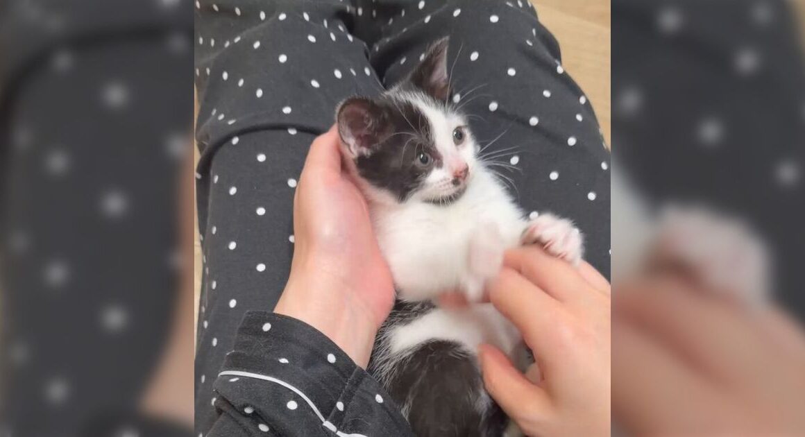 「エンドレスバンザイコネコチャン」子猫の時期にしかできないあの遊びをやってくれる動画で可愛いしか言えなくなる - Togetter